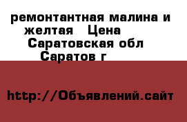 ремонтантная малина и желтая › Цена ­ 90 - Саратовская обл., Саратов г.  »    